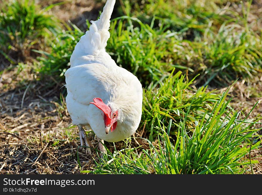 Chicken, Bird, Beak, Galliformes