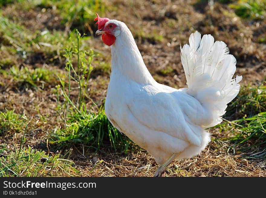 Chicken, Bird, Galliformes, Beak