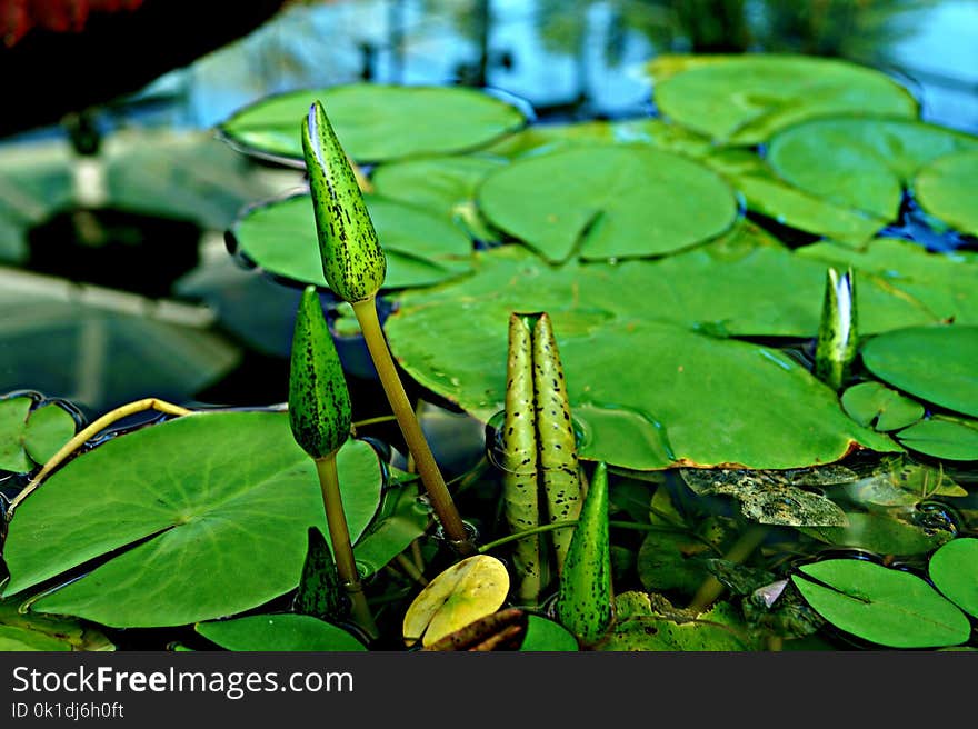 Water, Leaf, Aquatic Plant, Plant