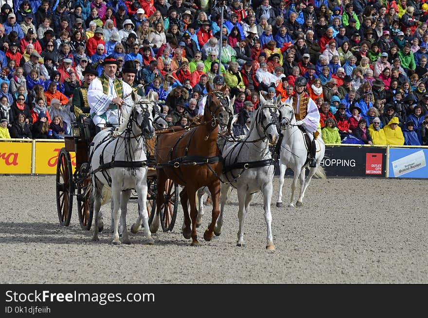 Horse Harness, Pack Animal, Competition Event, Traditional Sport