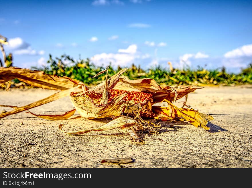 Ecosystem, Sky, Leaf, Soil