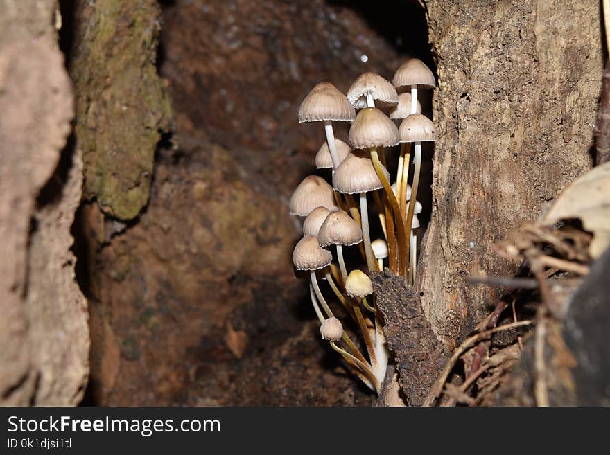 Fungus, Oyster Mushroom, Edible Mushroom, Trunk