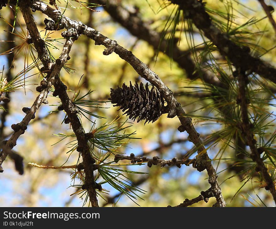 Tree, Branch, Flora, Vegetation