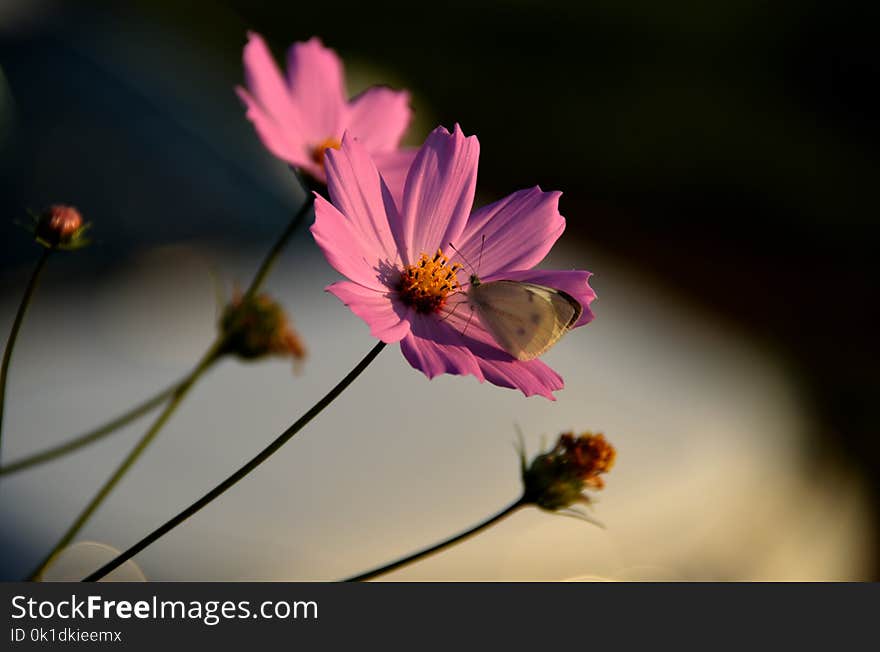 Flower, Pink, Flora, Garden Cosmos