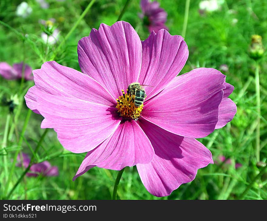 Flower, Garden Cosmos, Flora, Nectar