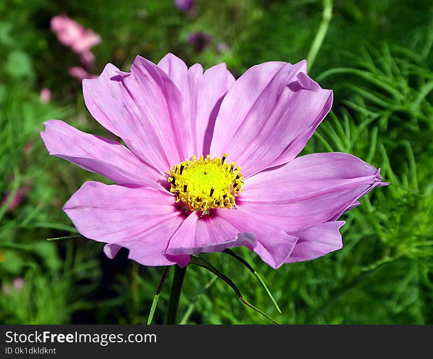 Flower, Garden Cosmos, Flora, Plant