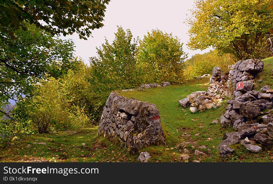 Nature Reserve, Rock, Tree, Woodland