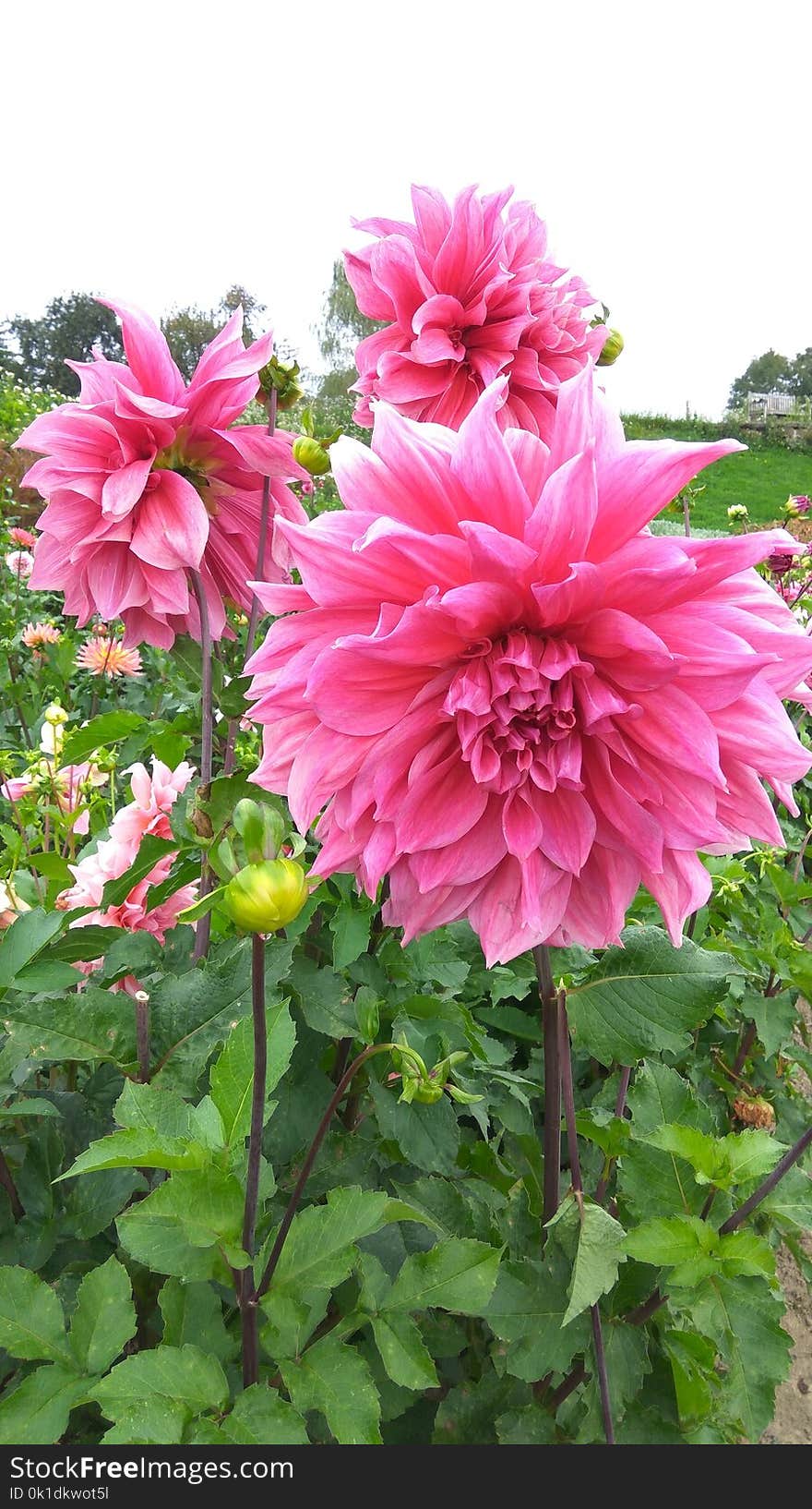 Flower, Plant, Flowering Plant, Dahlia