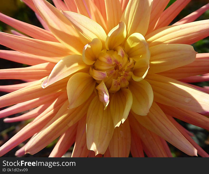 Flower, Yellow, Plant, Flowering Plant