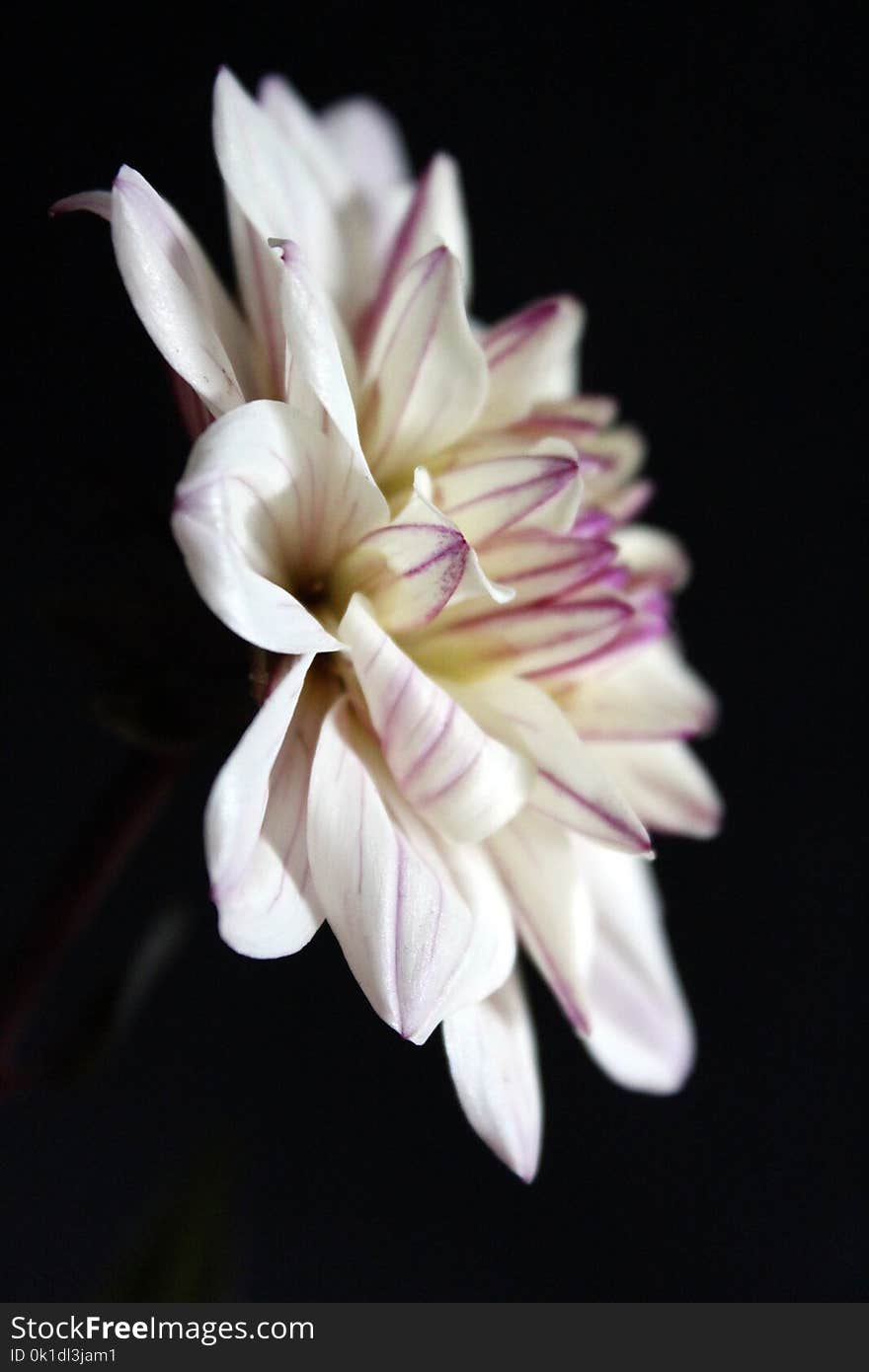 Flower, White, Plant, Flora