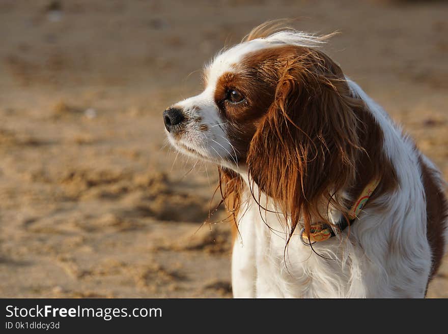 Dog, Dog Breed, Dog Like Mammal, King Charles Spaniel