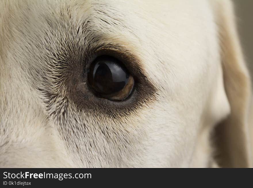 Nose, Dog Breed, Eye, Snout