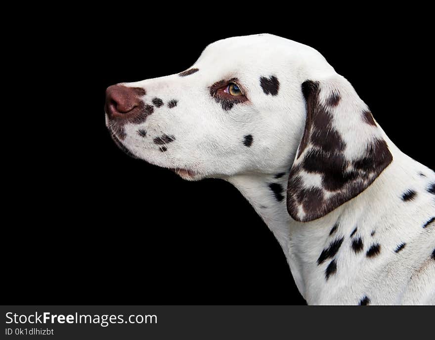 Dog Like Mammal, Dalmatian, Dog Breed, Dog