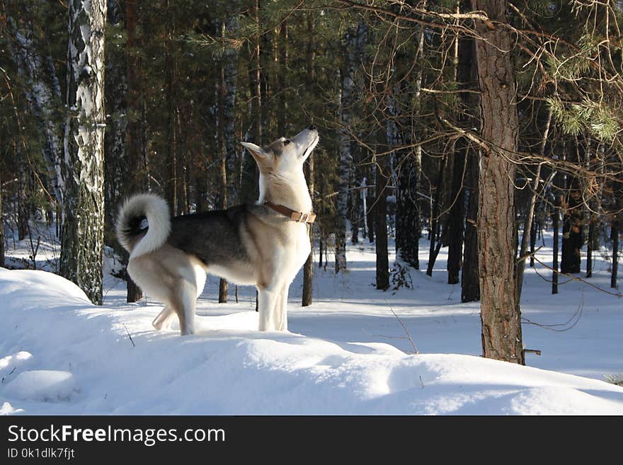 Dog Like Mammal, Dog, Snow, Dog Breed Group