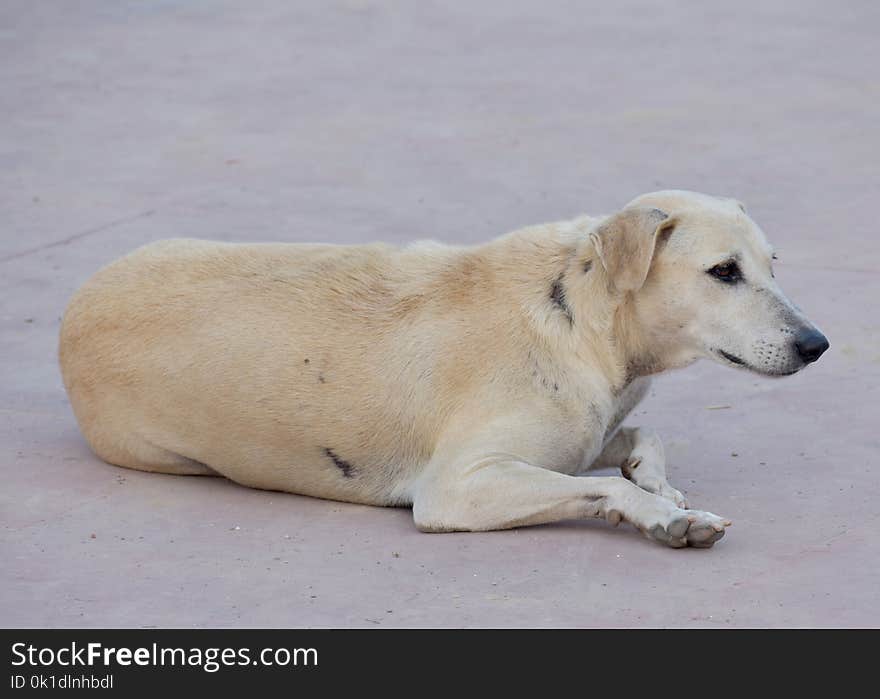 Dog, Dog Breed, Street Dog, Dog Like Mammal