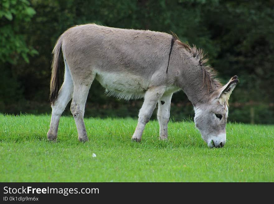 Donkey, Pasture, Grassland, Fauna