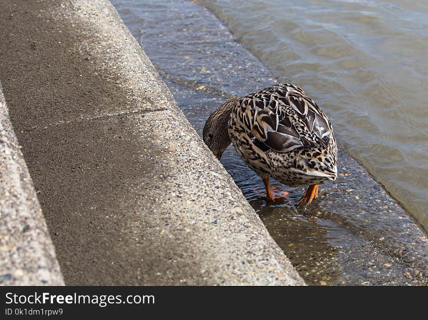 Fauna, Bird, Duck, Water Bird