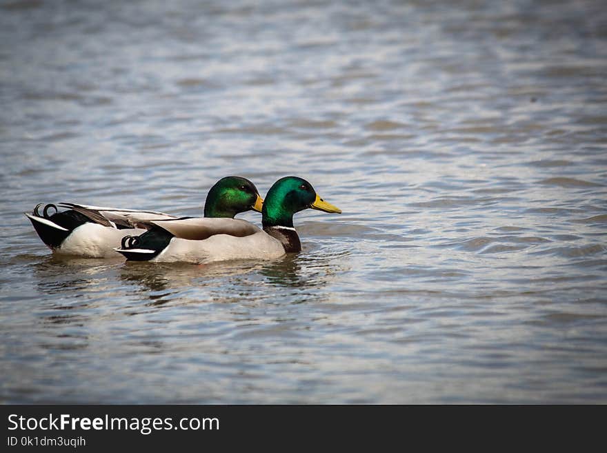 Duck, Mallard, Bird, Water Bird