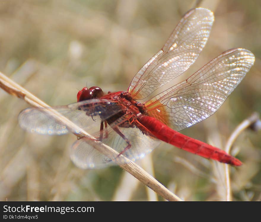 Insect, Dragonfly, Dragonflies And Damseflies, Invertebrate