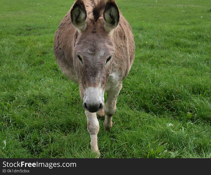 Donkey, Fauna, Pasture, Grass