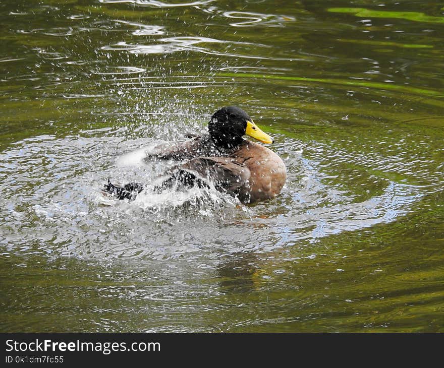 Duck, Water, Bird, Fauna