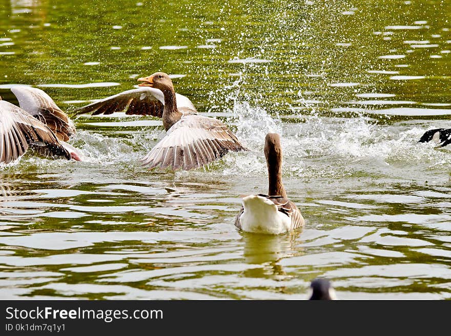 Water, Bird, Fauna, Duck