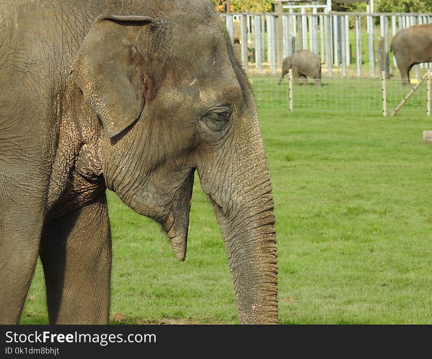 Elephant, Elephants And Mammoths, Terrestrial Animal, Indian Elephant