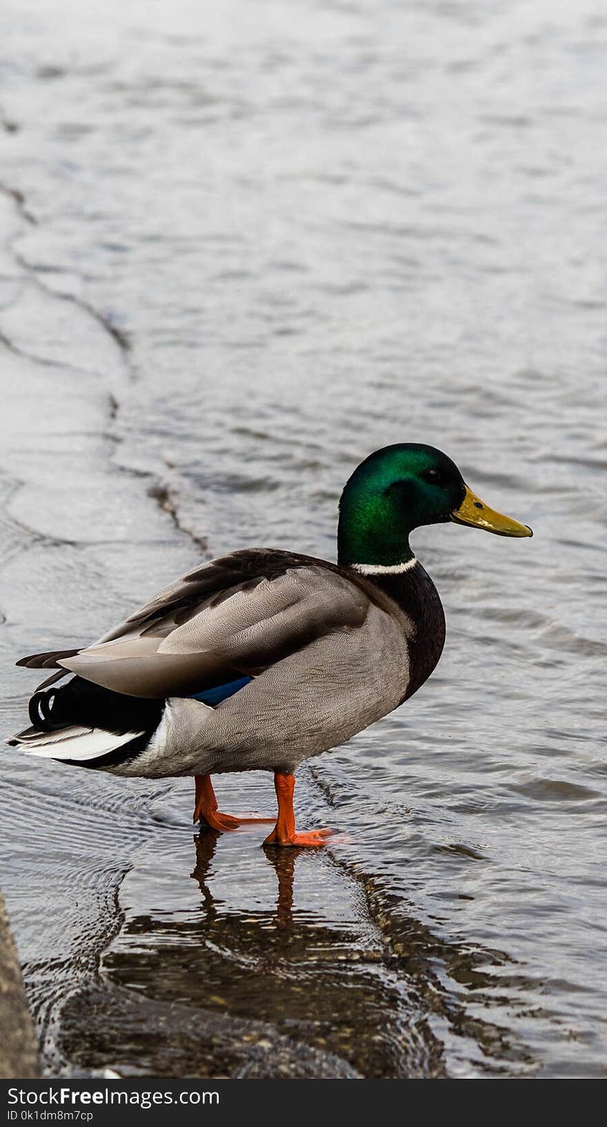 Duck, Mallard, Bird, Water