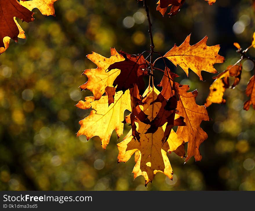 Leaf, Autumn, Maple Leaf, Flora