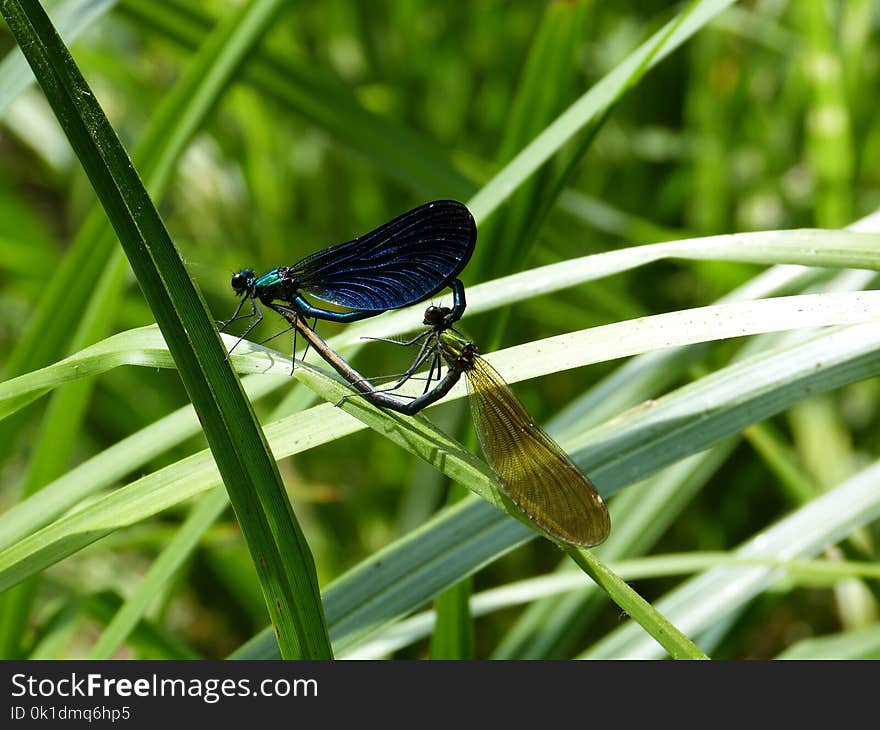 Insect, Dragonfly, Dragonflies And Damseflies, Damselfly