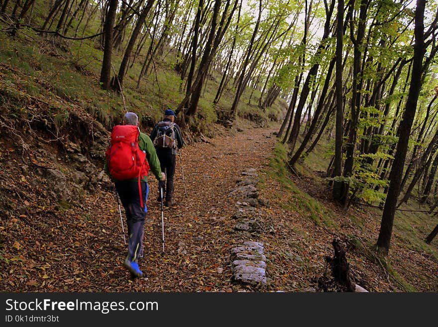 Path, Woodland, Wilderness, Tree