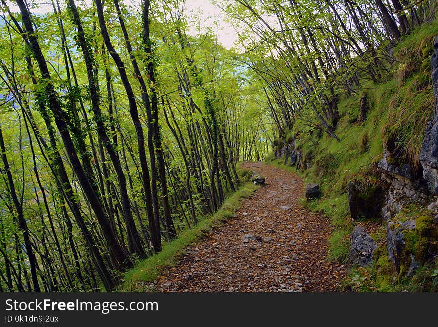 Vegetation, Nature, Woodland, Path