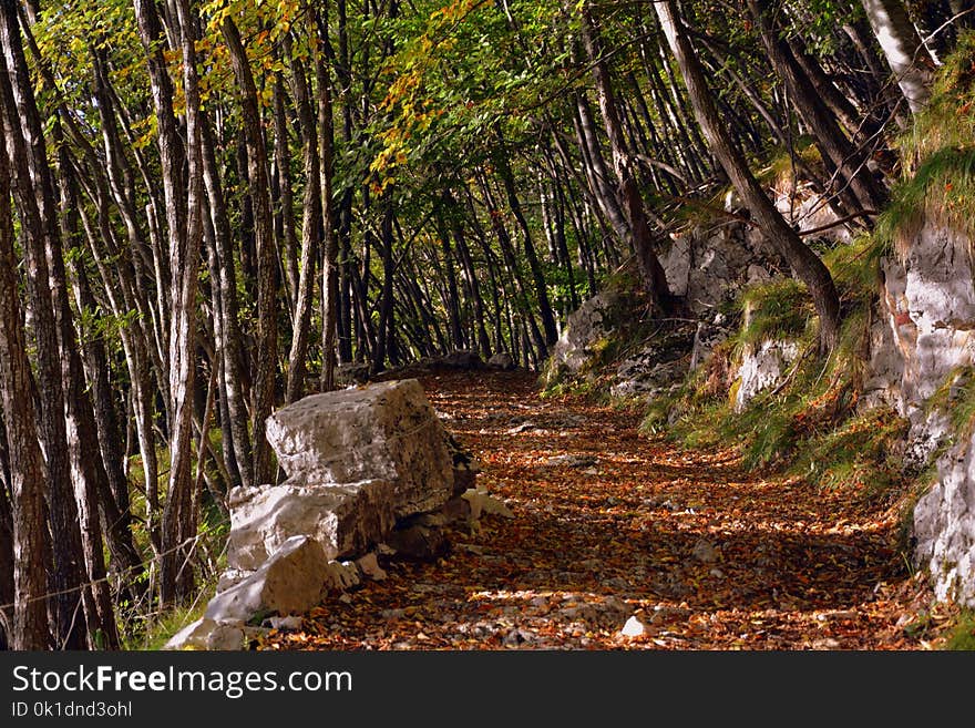 Nature, Woodland, Tree, Nature Reserve