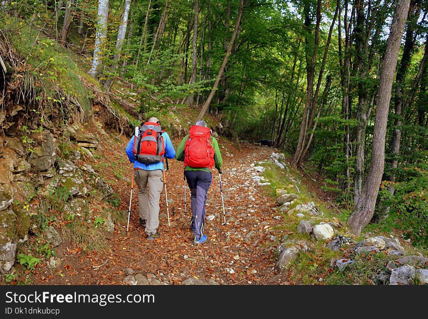 Path, Nature Reserve, Wilderness, Hiking