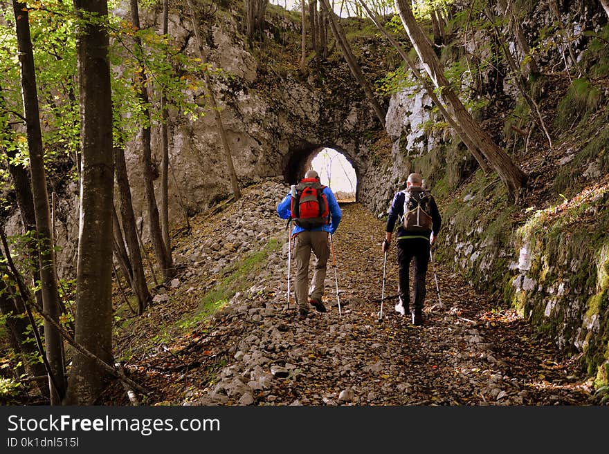 Path, Wilderness, Tree, Hiking