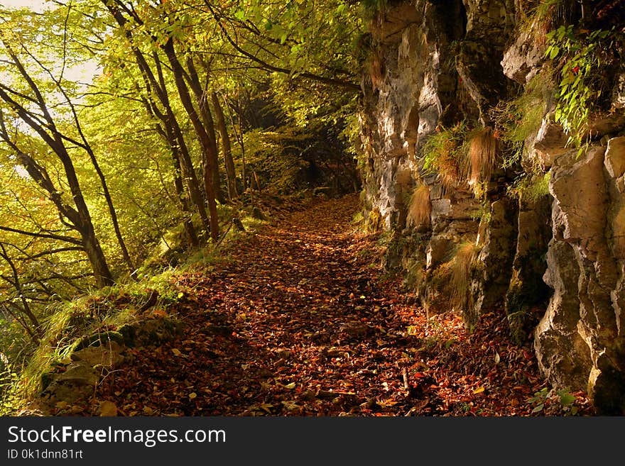 Nature, Woodland, Vegetation, Forest