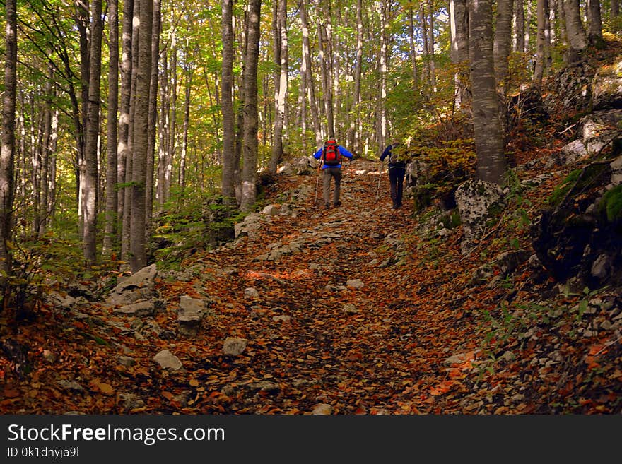 Path, Woodland, Forest, Deciduous