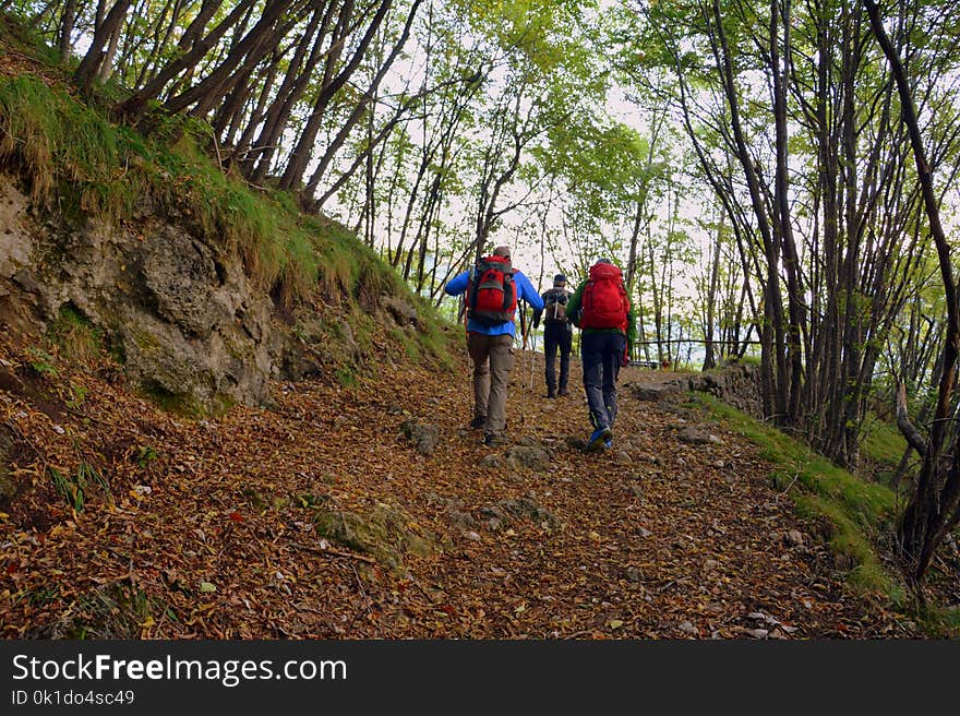 Path, Nature Reserve, Wilderness, Woodland