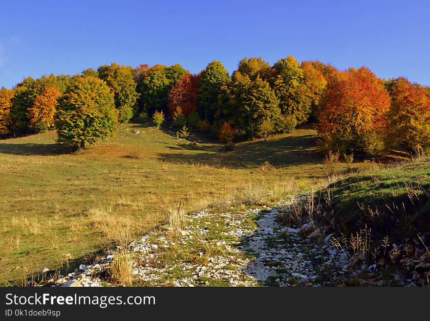 Nature, Leaf, Autumn, Sky