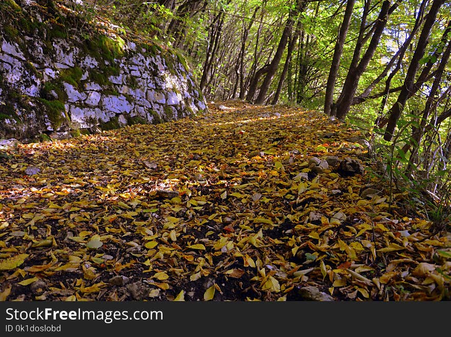 Leaf, Woodland, Vegetation, Deciduous