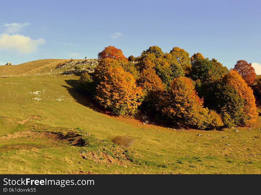 Nature, Sky, Grassland, Leaf