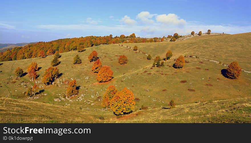 Ecosystem, Grassland, Hill, Leaf