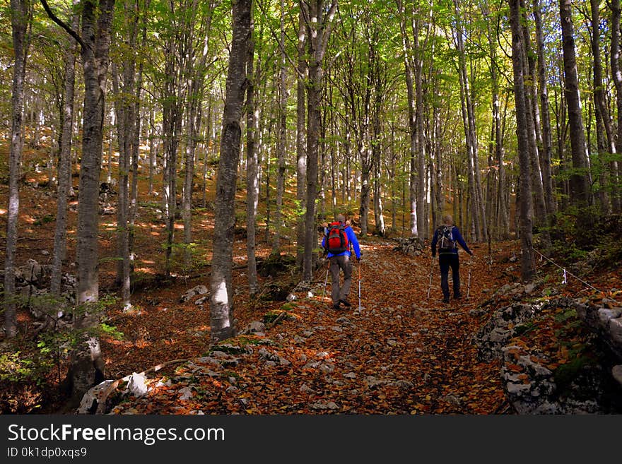 Woodland, Nature, Path, Ecosystem