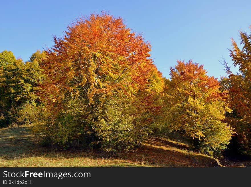 Nature, Tree, Temperate Broadleaf And Mixed Forest, Ecosystem