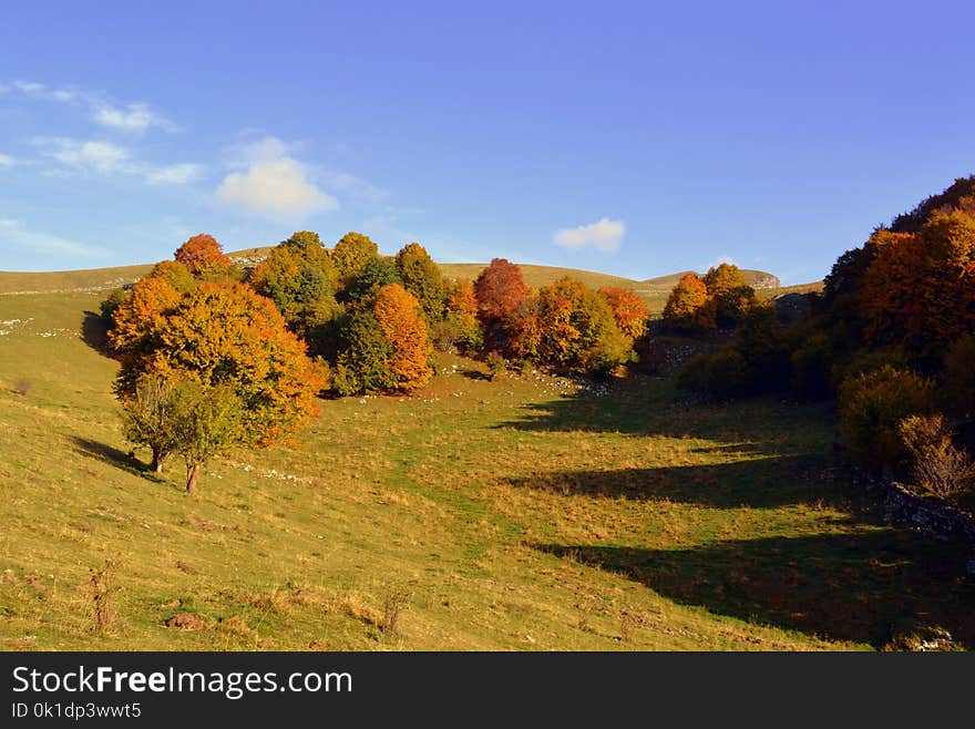 Nature, Sky, Leaf, Ecosystem