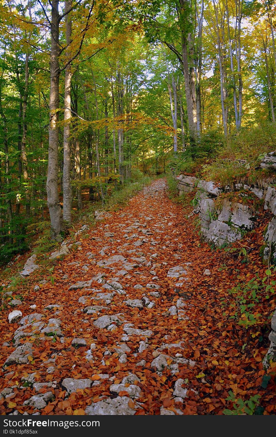 Woodland, Nature, Autumn, Path