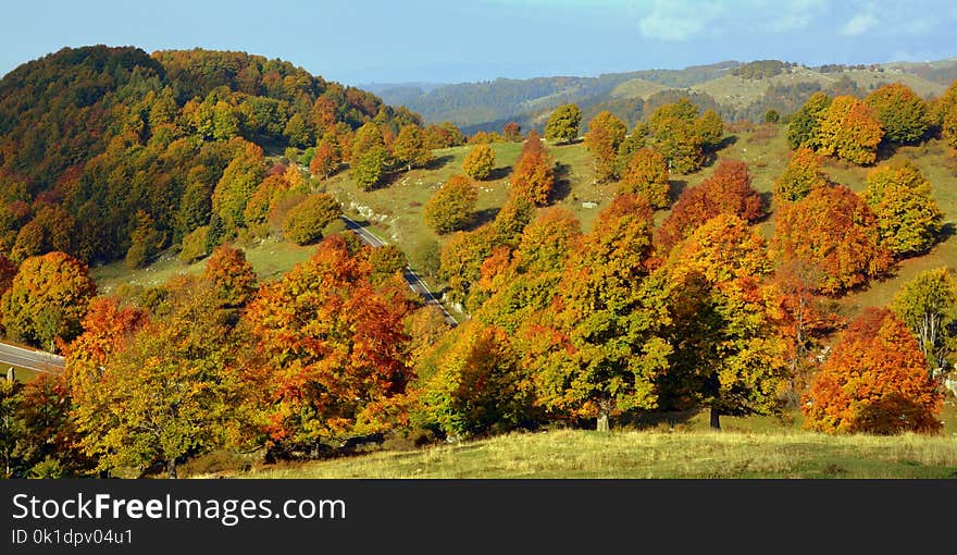 Nature, Temperate Broadleaf And Mixed Forest, Ecosystem, Leaf