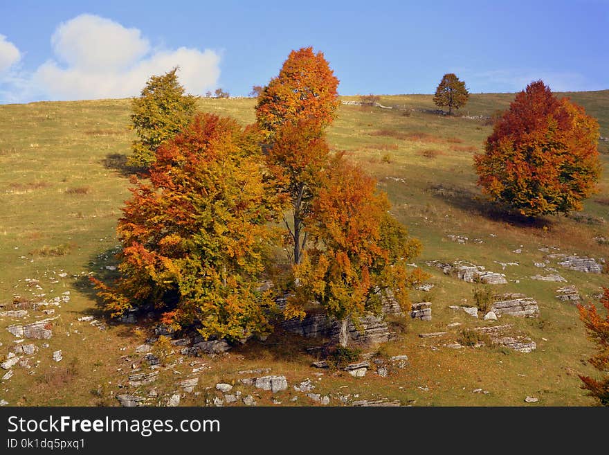 Nature, Ecosystem, Vegetation, Autumn