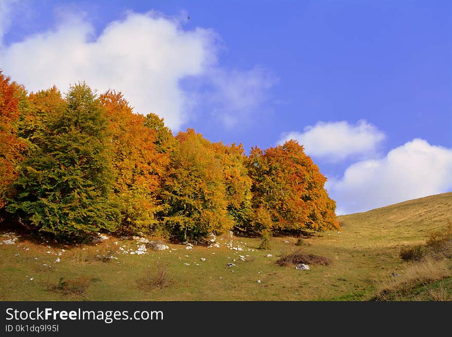 Nature, Sky, Leaf, Tree