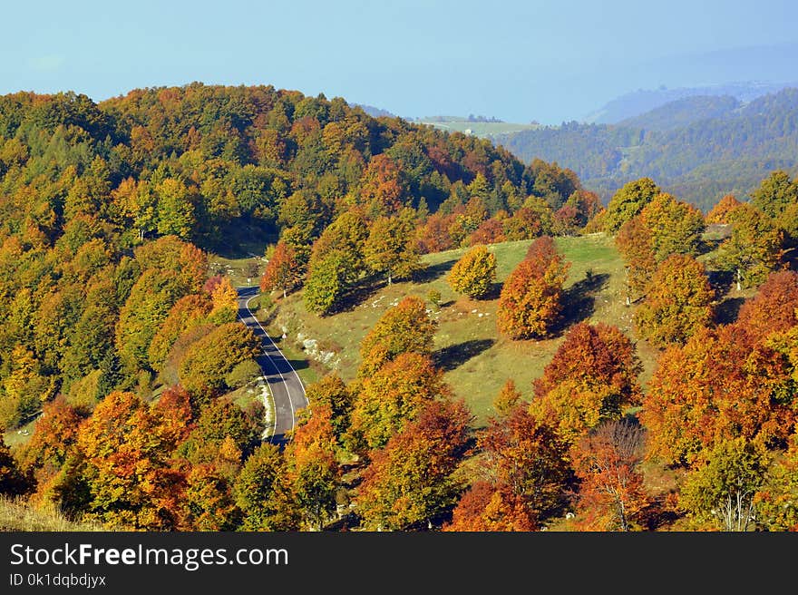 Nature, Leaf, Ecosystem, Temperate Broadleaf And Mixed Forest